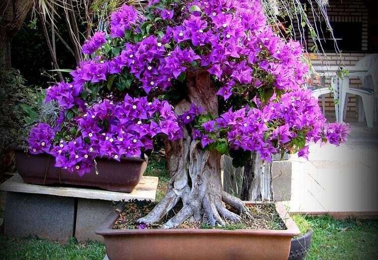 learn how to propagate bougainvillea in a few steps