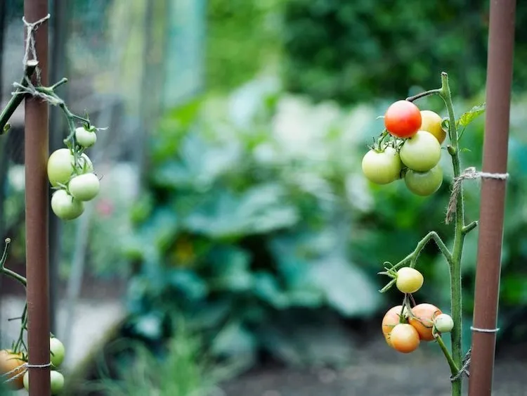 maximising yield in the garden and potting tomatoes with salt water with possible disadvantages