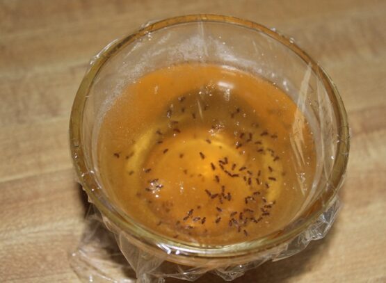 natural way to get rid of fruit flies in house cover the bown or jar with plastic wrap make holes in it