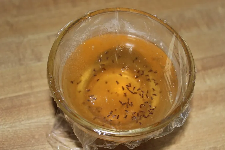 natural way to get rid of fruit flies in house cover the bown or jar with plastic wrap make holes in it