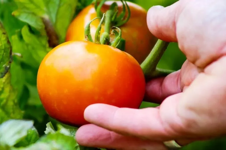 possible effects on the fruit of tomatoes by using sea salt for fertilisation