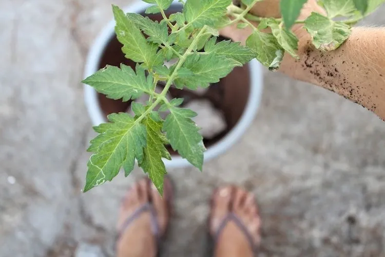 pot grown tomatoes with salt water pour and keep tasty fruit