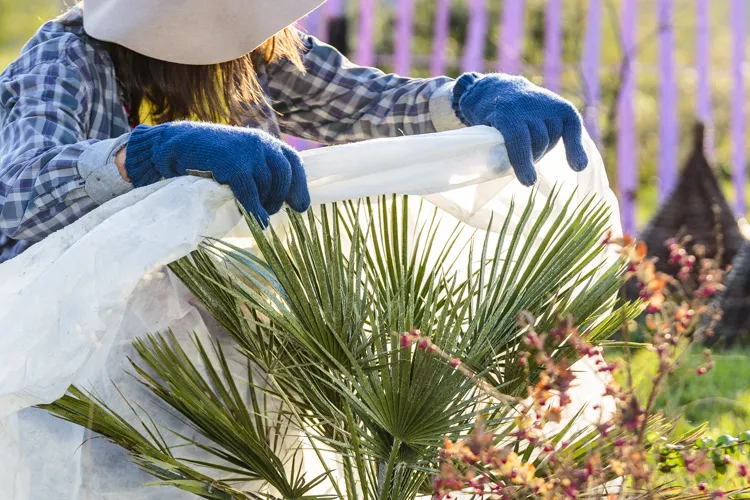 protect the palm tree with a winter cover