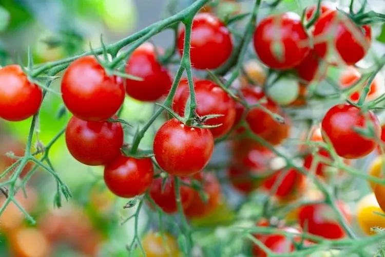ripe cherry tomatoes taste tasty and contain many vitamins and antioxidants