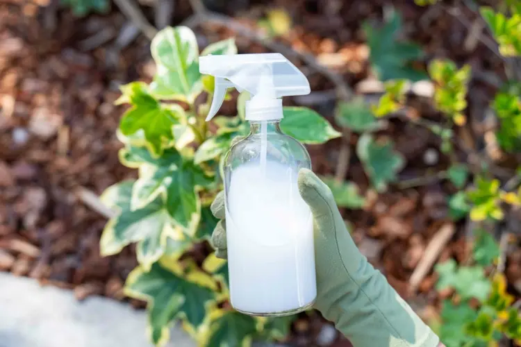 spray milk on tomatoes against pests and diseases