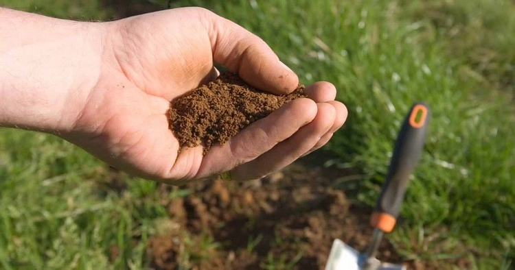 test the soil before fertilizing with epsom salts
