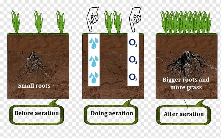 transparent lawn aerator when to mow new grass after overseeding