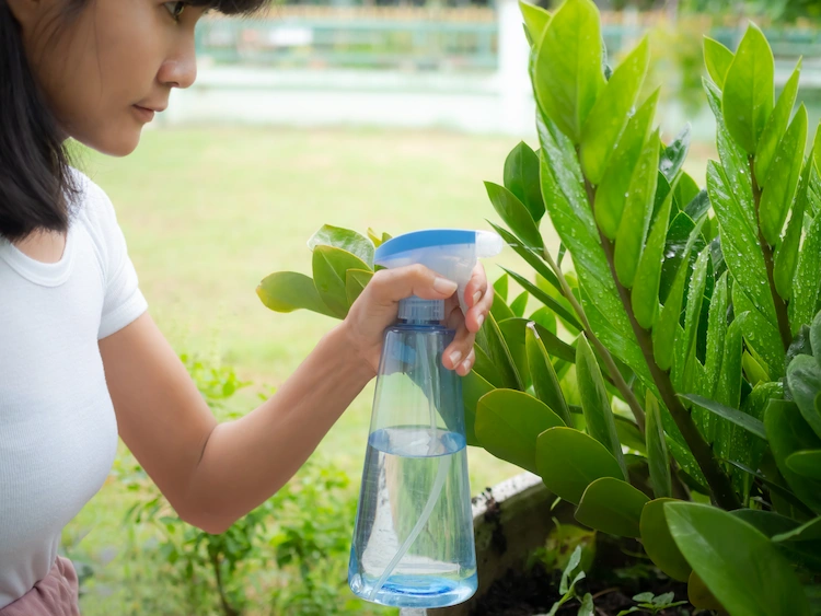use a spray bottle and spray plants with chlorinated water to save water