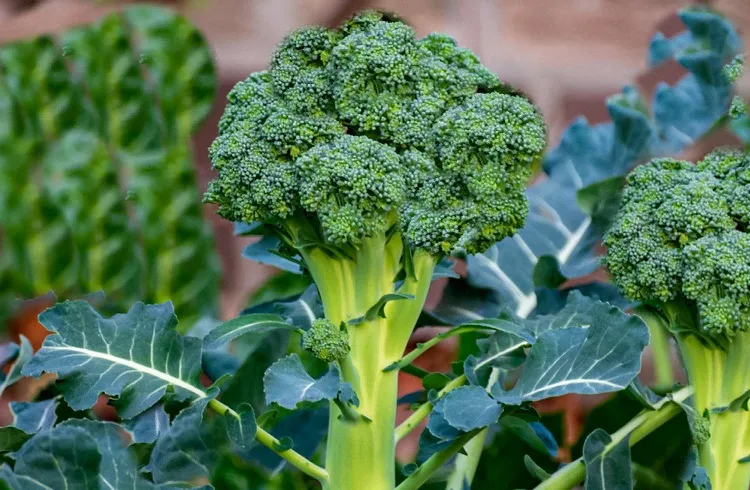 vegetables to plant in june july how to groe broccoli