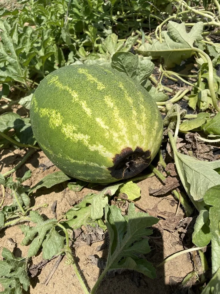 watermelon bottoms turning black a belly rot