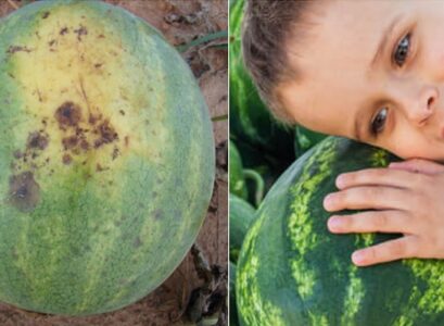 watermelon bottoms turning black how to prevent
