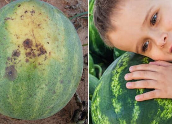 watermelon bottoms turning black how to prevent