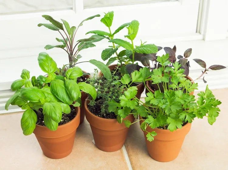 what are the best pots for houseplants clay ones for you herbs