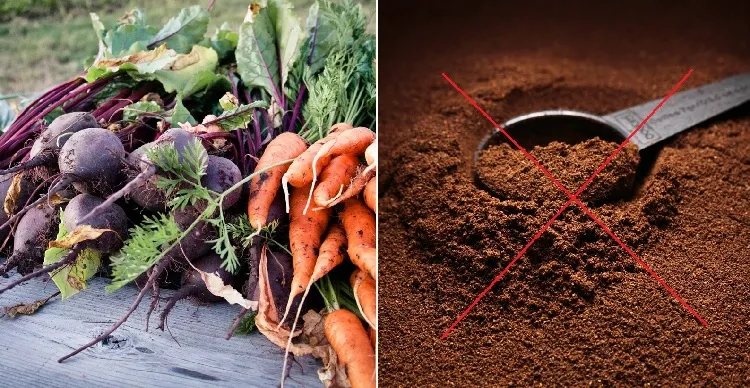 what garden plants do not like coffee grounds rooting plants carrots