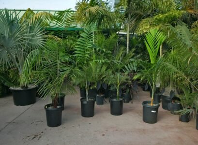 what plants do not like epsom salts tropical home plants