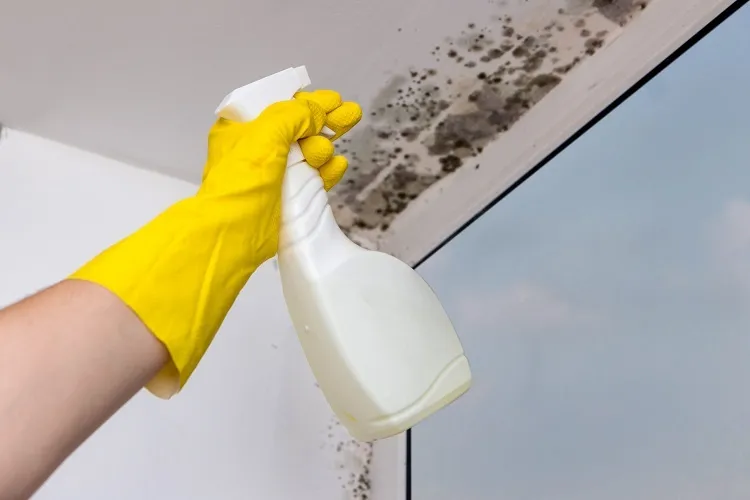 what removes mold from bathroom ceiling chemicals and natural agents