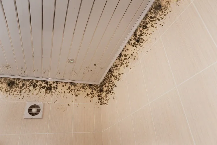 what removes mold from bathroom ceiling homemade solutions