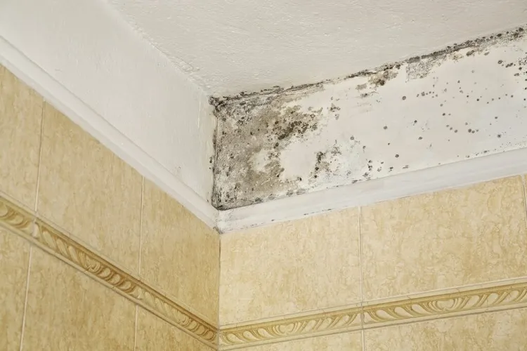 what removes mold from bathroom ceiling spray with solution and wait
