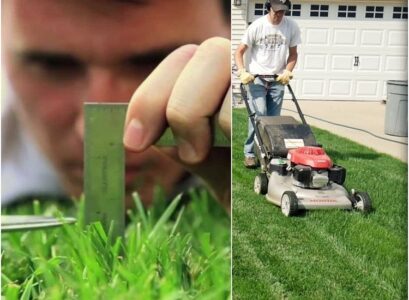 when to mow new grass after overseeding wait for your plants to elongate their roots