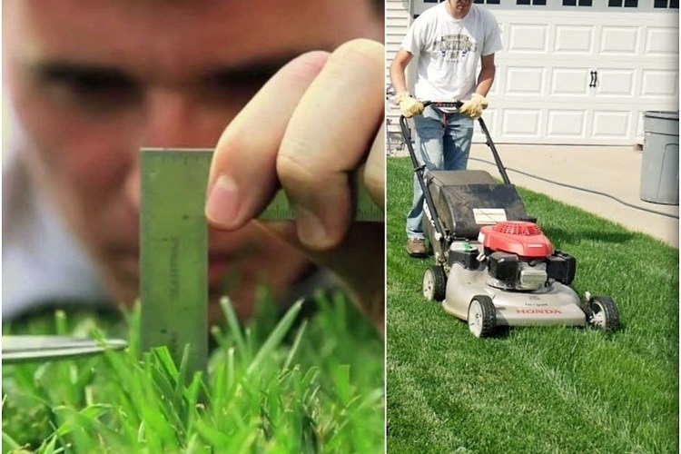 when to mow new grass after overseeding wait for your plants to elongate their roots