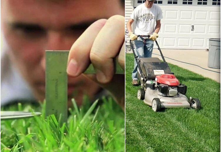 when to mow new grass after overseeding wait for your plants to elongate their roots