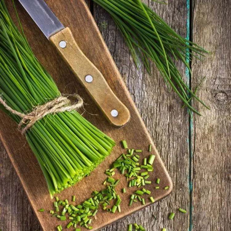when to plant chives