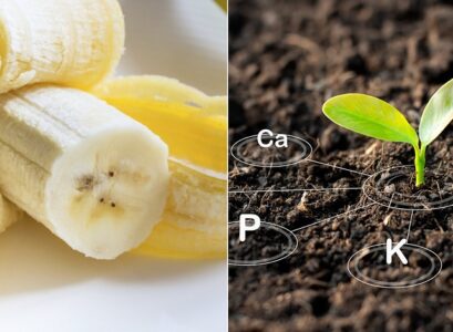 which plants benefit most from banana peel water potassium loving plants