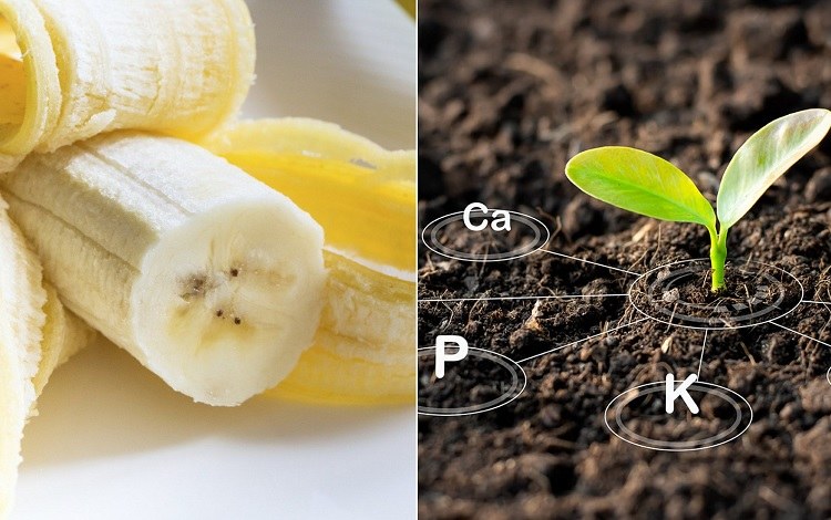 which plants benefit most from banana peel water potassium loving plants