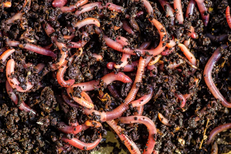 worms compost clay soil