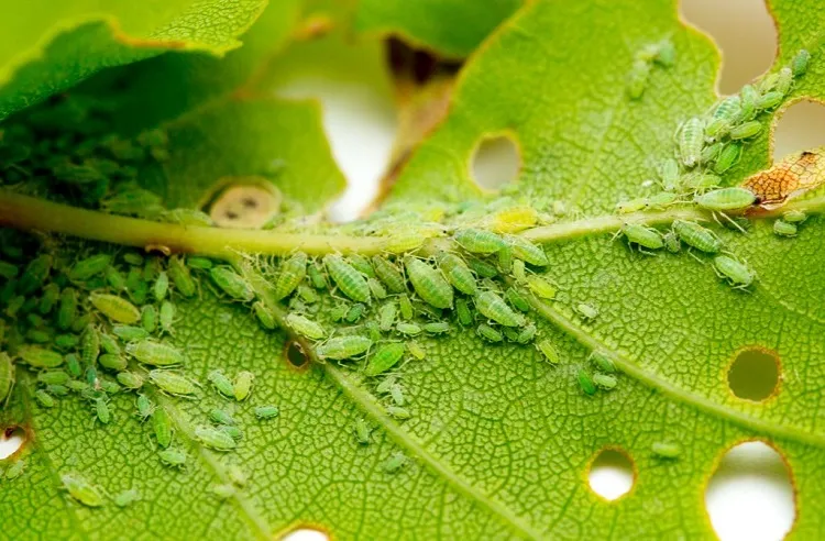 aphids on cucumbers