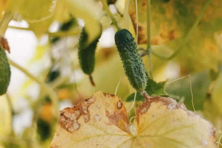 brown and yellow spots on cucumber leaves because of fertilizer