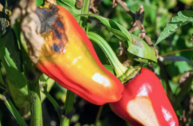 brown spots on peppers the sun exposure could be the problem