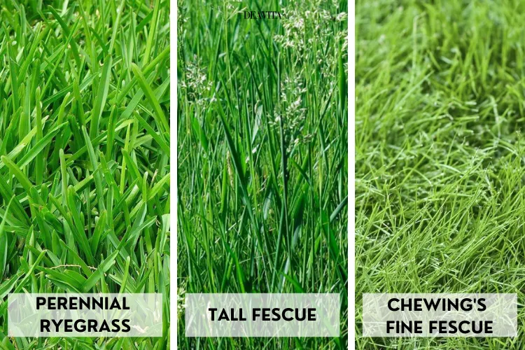 cool season best grass seeds lawn cold climate low temperatures