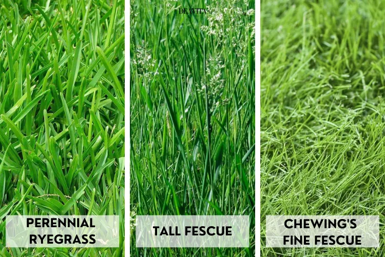 The Best Grass Seed for Your Lawn - A Complete Guide!