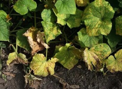 cucumber leaves are drying up why and what to do