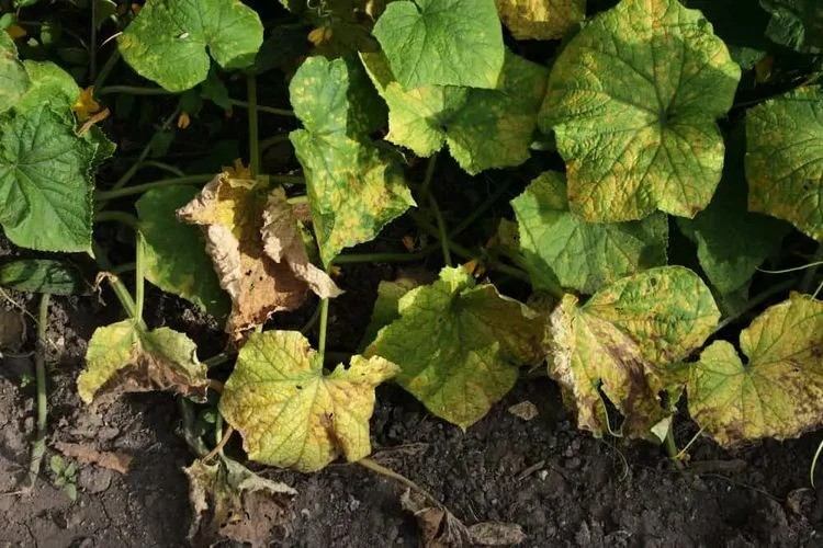 cucumber leaves are drying up why and what to do