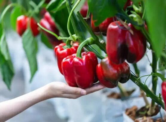 fertilize peppers with natural fertilizers