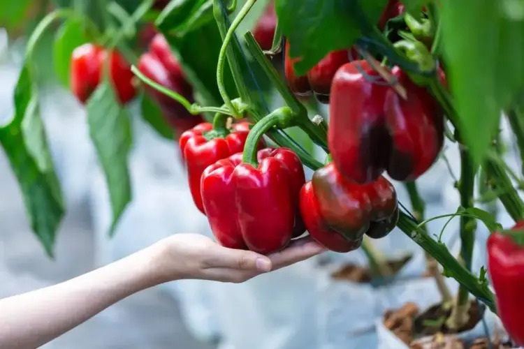 fertilize peppers with natural fertilizers