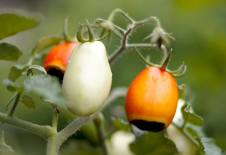 how to make calcium fertilizer for tomatoes