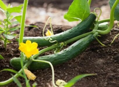 how to prune cucumber plants remove leaves and shoots