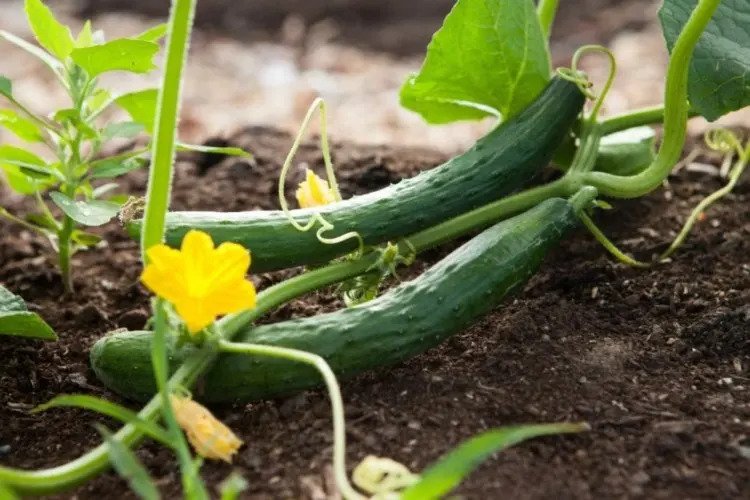 how to prune cucumber plants remove leaves and shoots