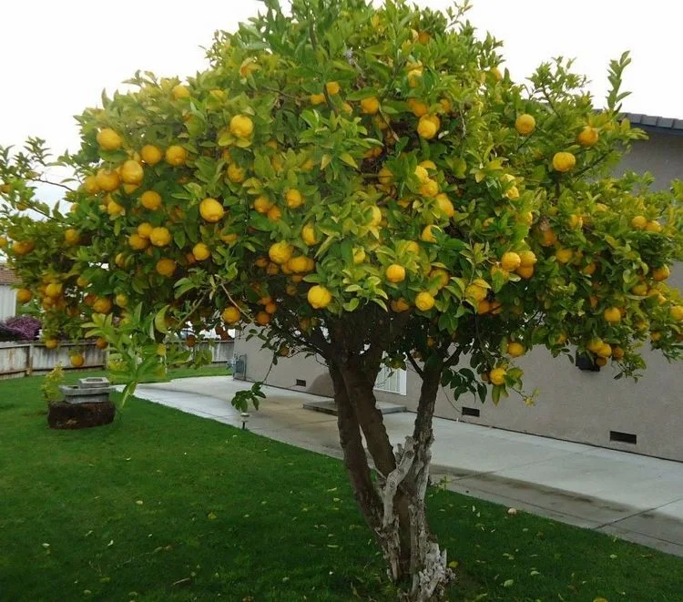 how to water a lemon tree from above or below