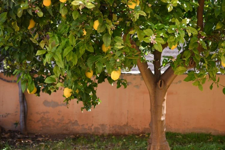 how to water lemon trees planted outdoors