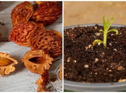 how to grow a fruit tree from a pit