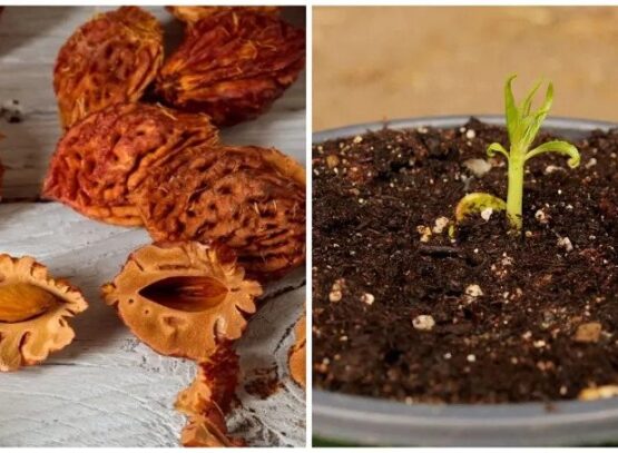 how to grow a fruit tree from a pit