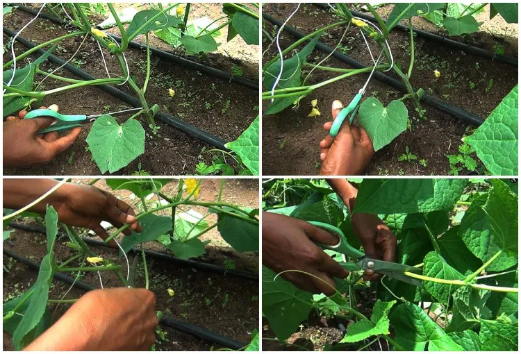 how to prune cucumber plants and cut off the leaves