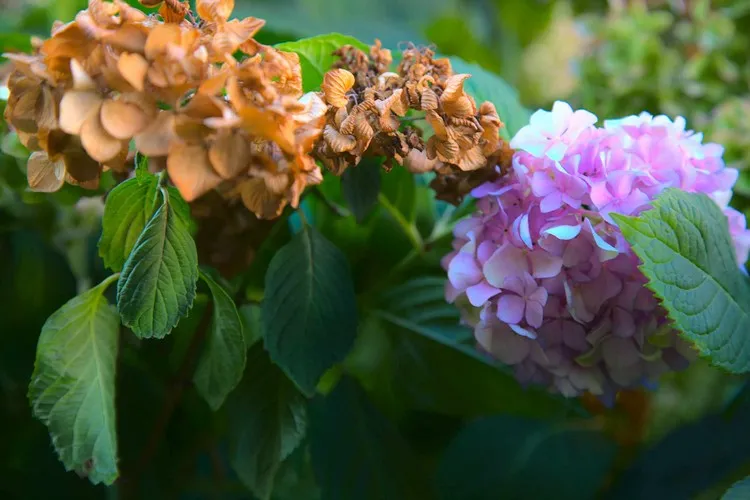 how to save an overheated hydrangea how to revive heat damaged hydrangea