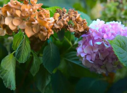 how to save an overheated hydrangea top tips to revive your plants and bring them back to life