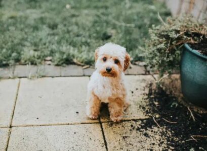 how to stop your dog from destroying the garden and what to do with a destructive puppy
