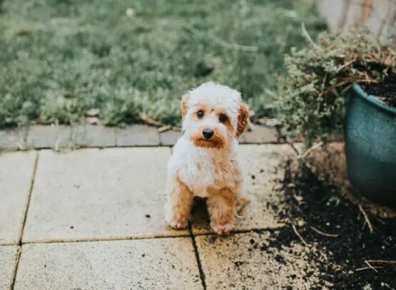 how to stop your dog from destroying the garden and what to do with a destructive puppy